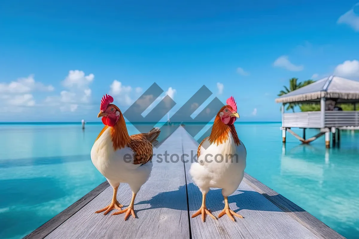 Picture of Domestic rooster on grassy farm.