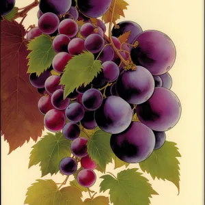 Fresh, Juicy Concord Grapes in Vineyard Harvest