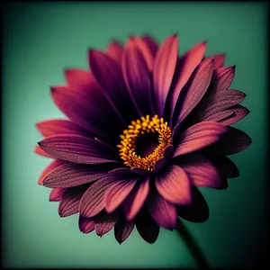 Bright Daisy Blossom with Vibrant Petals