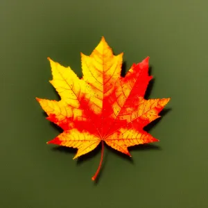 Vibrant Autumn Foliage: Colorful Maple Leaves in Season