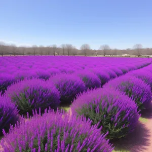 Lavender Bliss in a Colorful Meadow