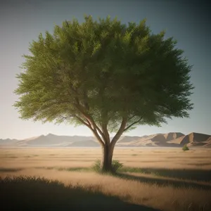 Serene Countryside Landscape with Lonely Oak Tree