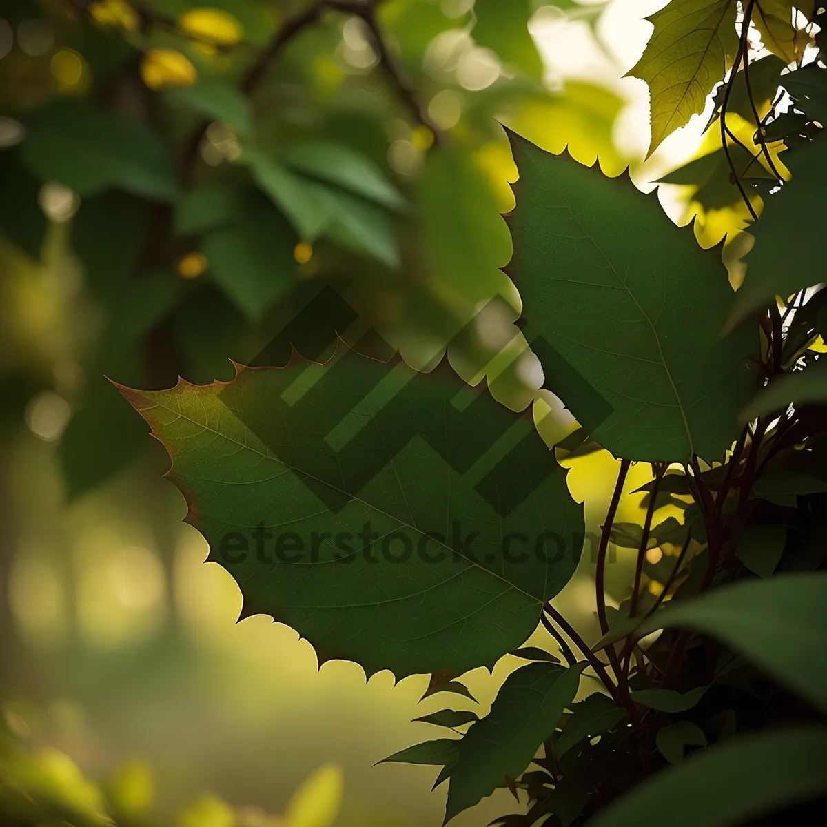 Picture of Lush Cassia Tree in Vibrant Autumn Foliage