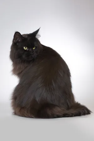 Gray fluffy kitten with curious eyes sitting gracefully.