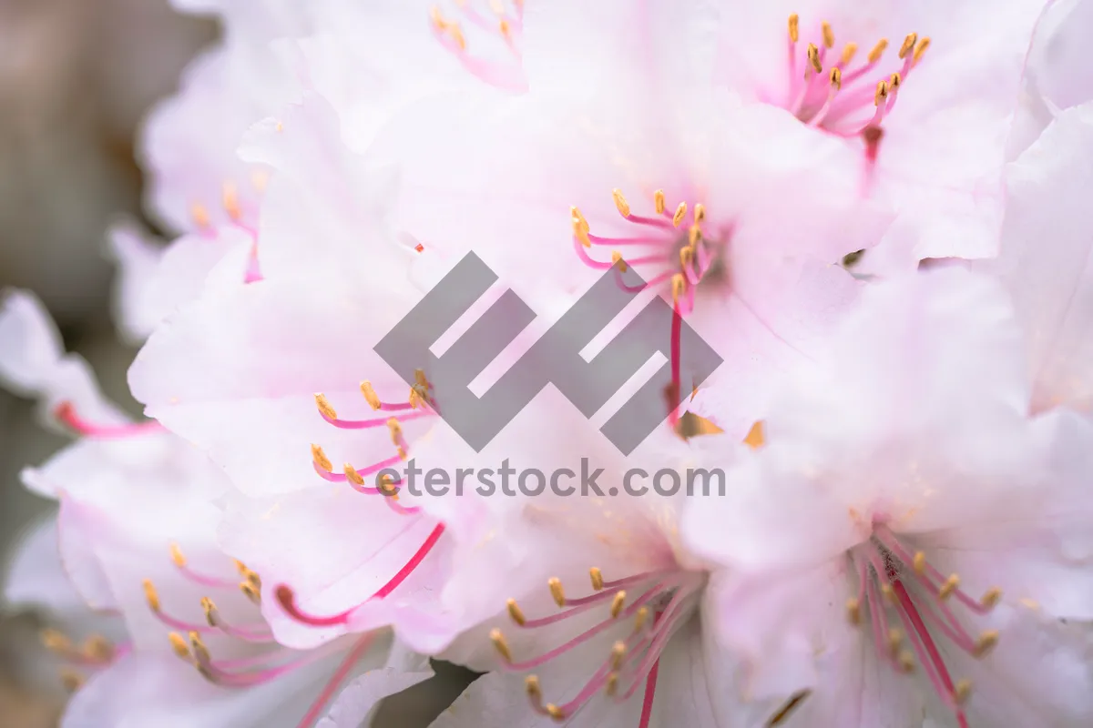 Picture of Pink Rhododendron Blossom Closeup in Spring Garden