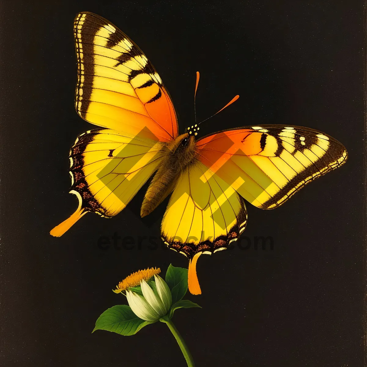 Picture of Vibrant Monarch Butterfly on Orange Blossom