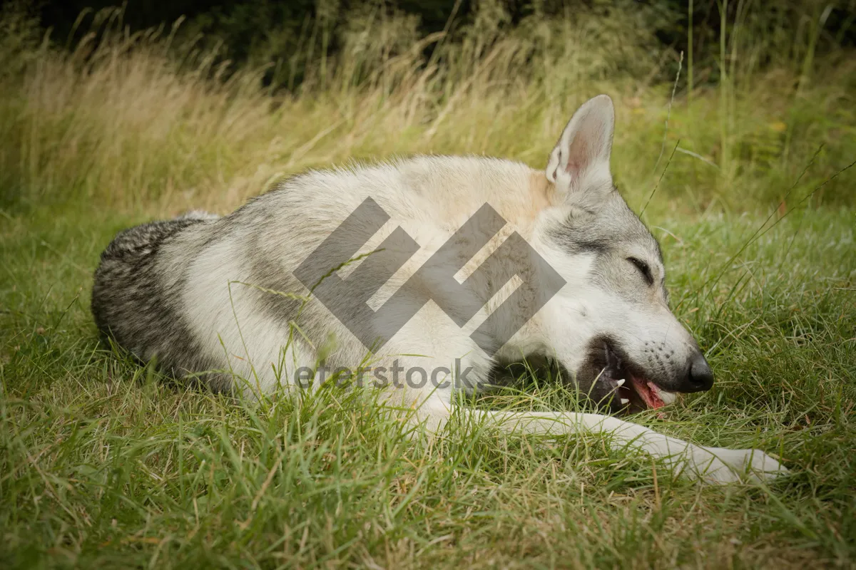 Picture of Malamute Husky Dog with Cute Eyes in Grass