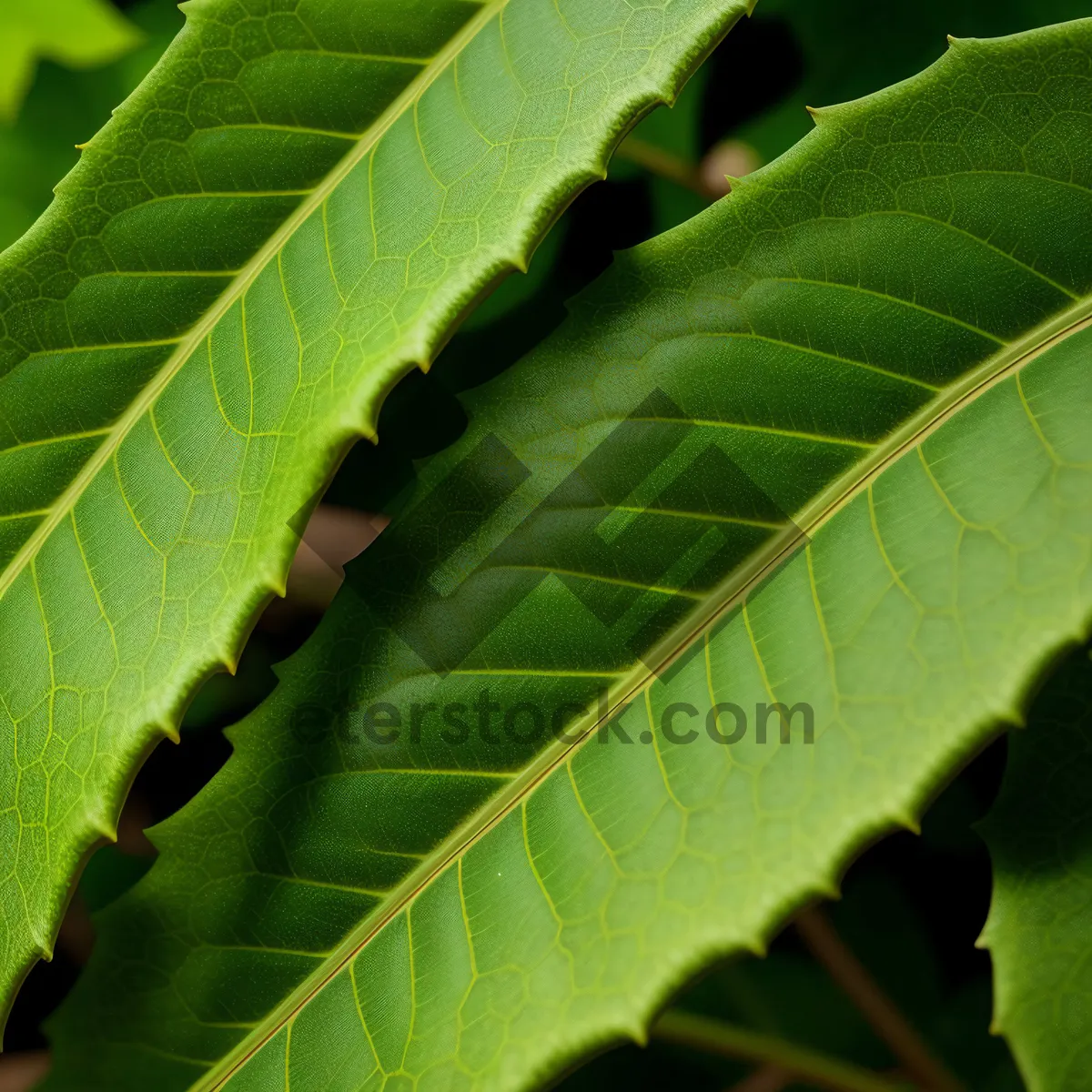 Picture of Sumac Tree Leaves: Fresh Foliage in a Lush Garden