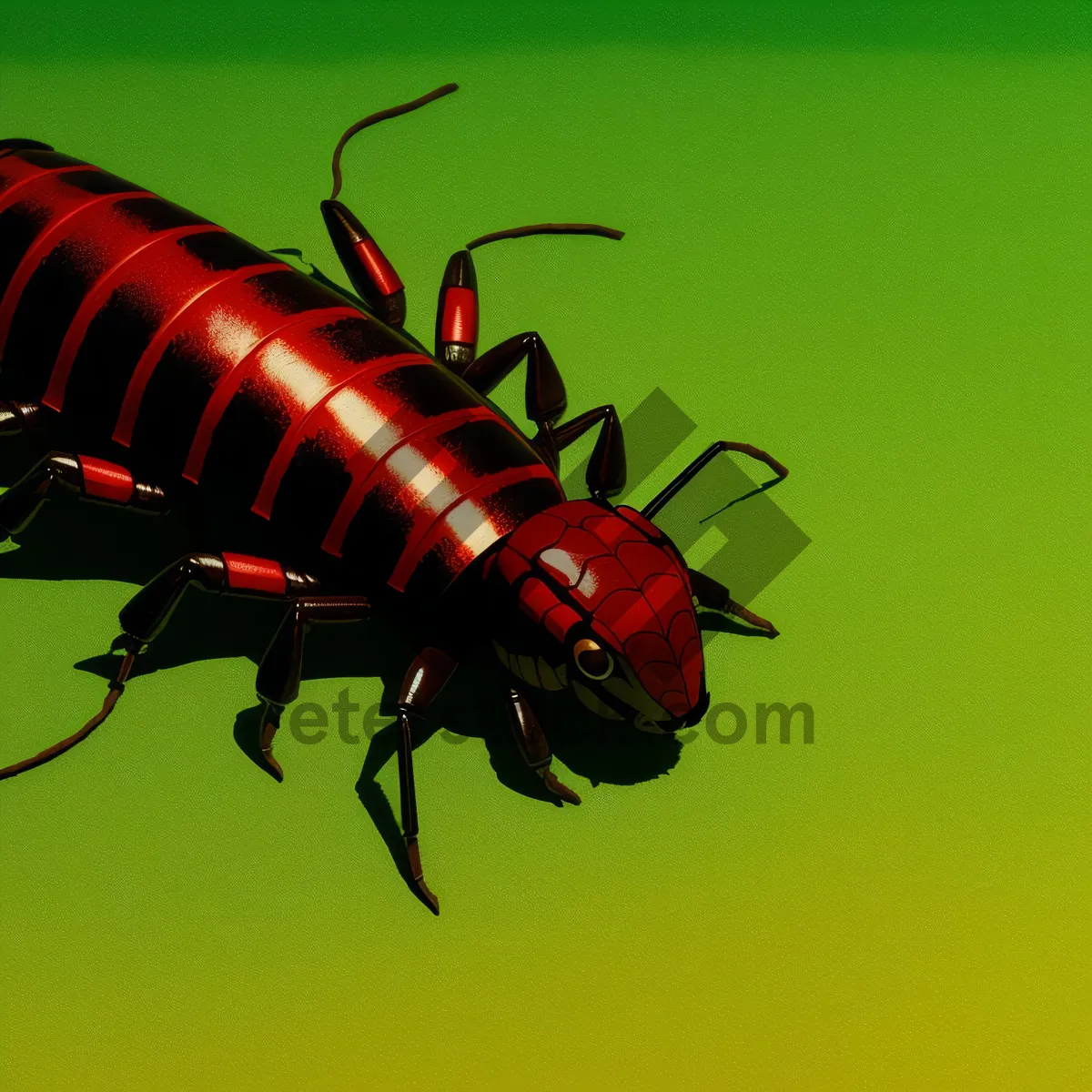 Picture of Black Spring Arthropod with Ladybug and Antenna