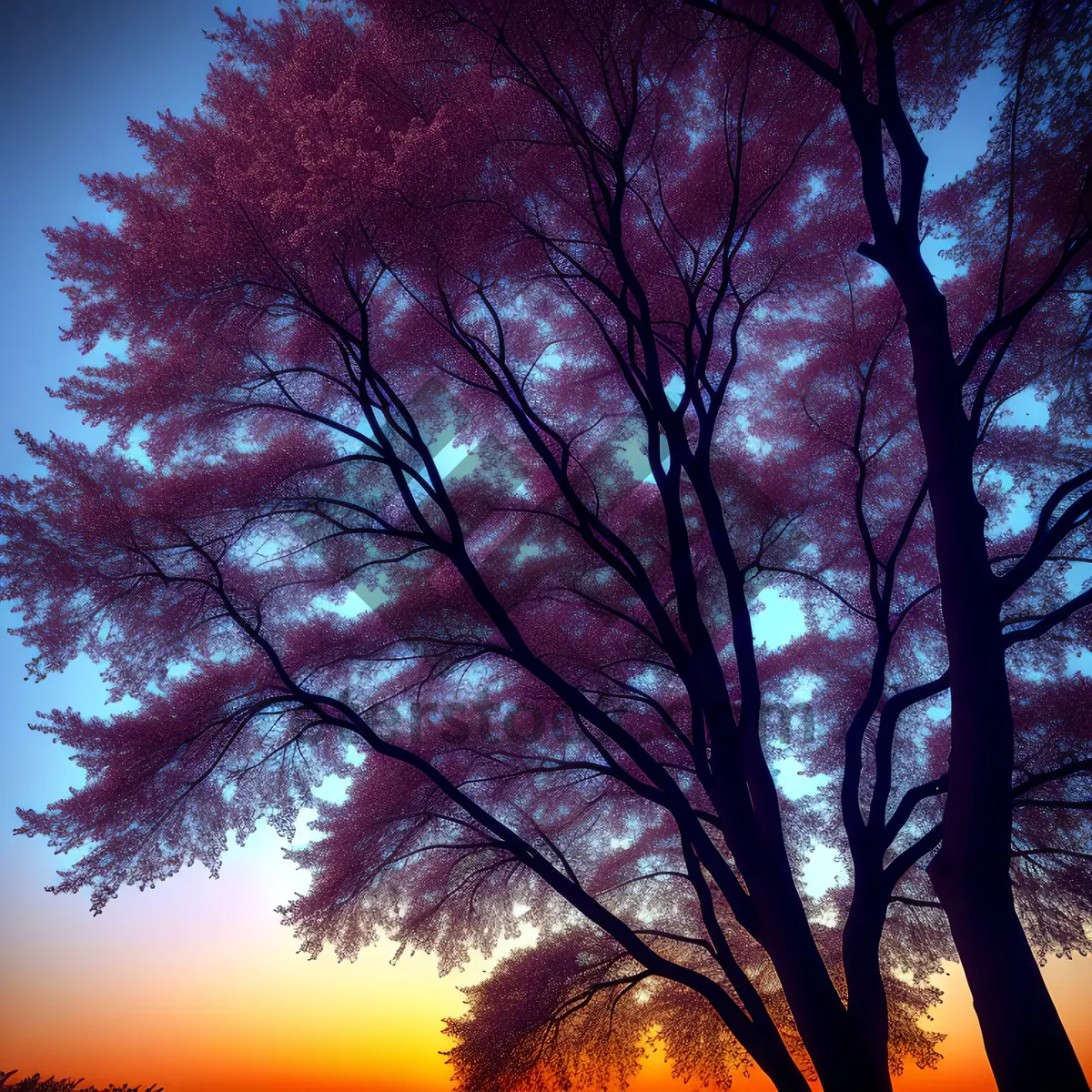 Picture of Sunset Serenade: Majestic Acacia Silhouette in Autumn Forest