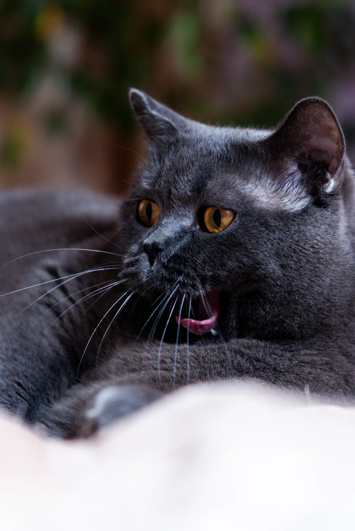 Picture of Adorable Gray Tabby Cat with Whiskers