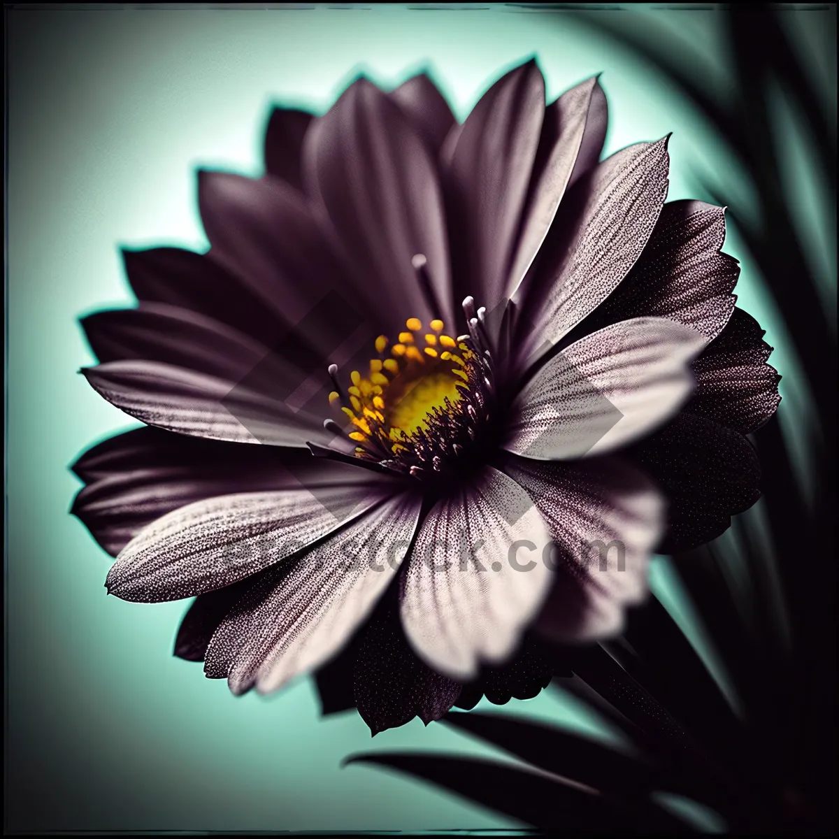 Picture of Sunny Daisy Bloom in Vibrant Garden