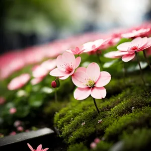 Pink Blooming Geranium in Spring Garden