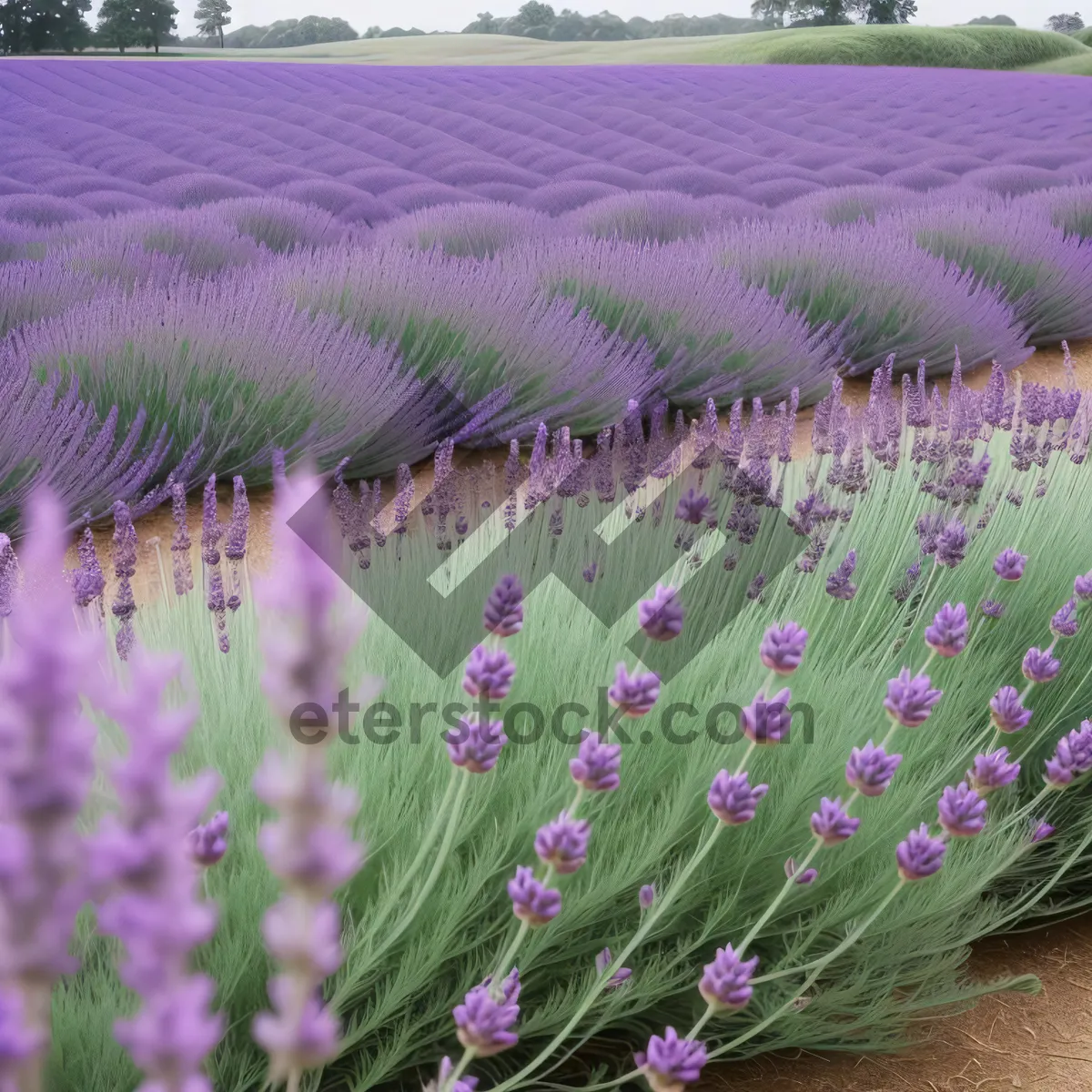 Picture of Lavender Meadow: Purple Flowers in the Countryside
