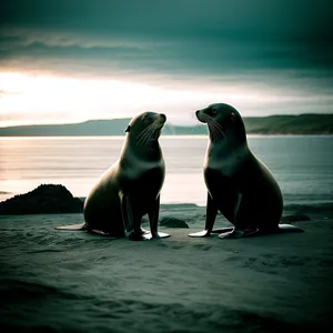 Serenity by the Sea: Majestic Seal at Sunset