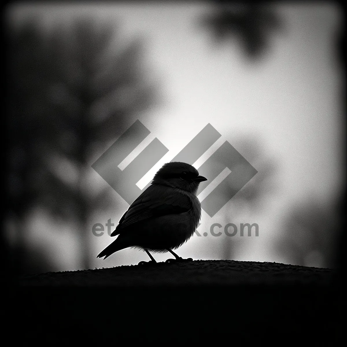 Picture of Chickadee perched on tree branch, feathers and beak visible