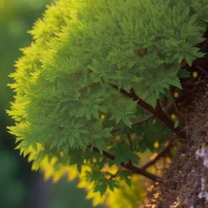 Flowering Shrub in Lush Forest