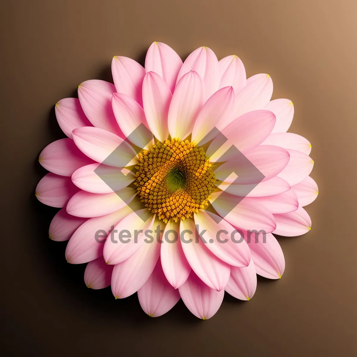 Picture of Pretty Pink Daisy Blossom in Bloom