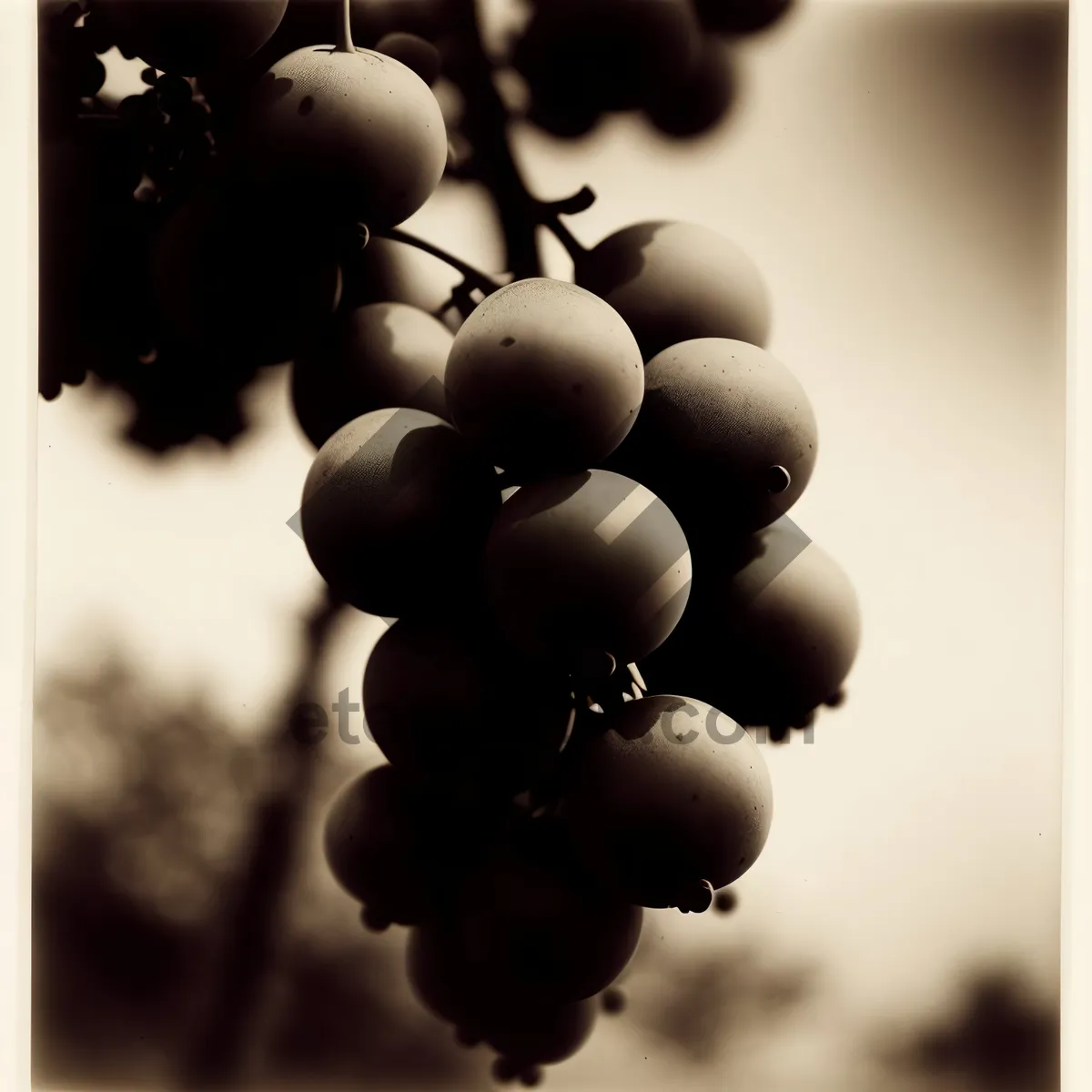 Picture of Delicious Autumn Harvest of Juicy Grapes