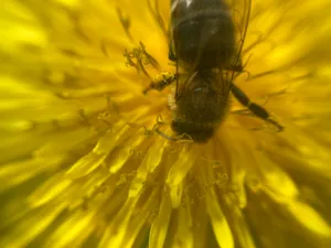 A bee collects pollen on a flower