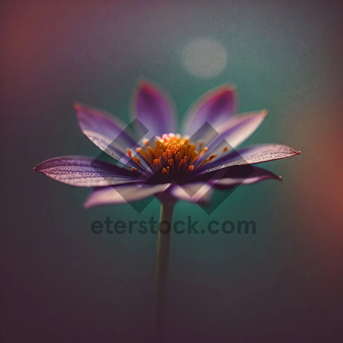 Picture of Blooming Daisy Petals in a Vibrant Garden