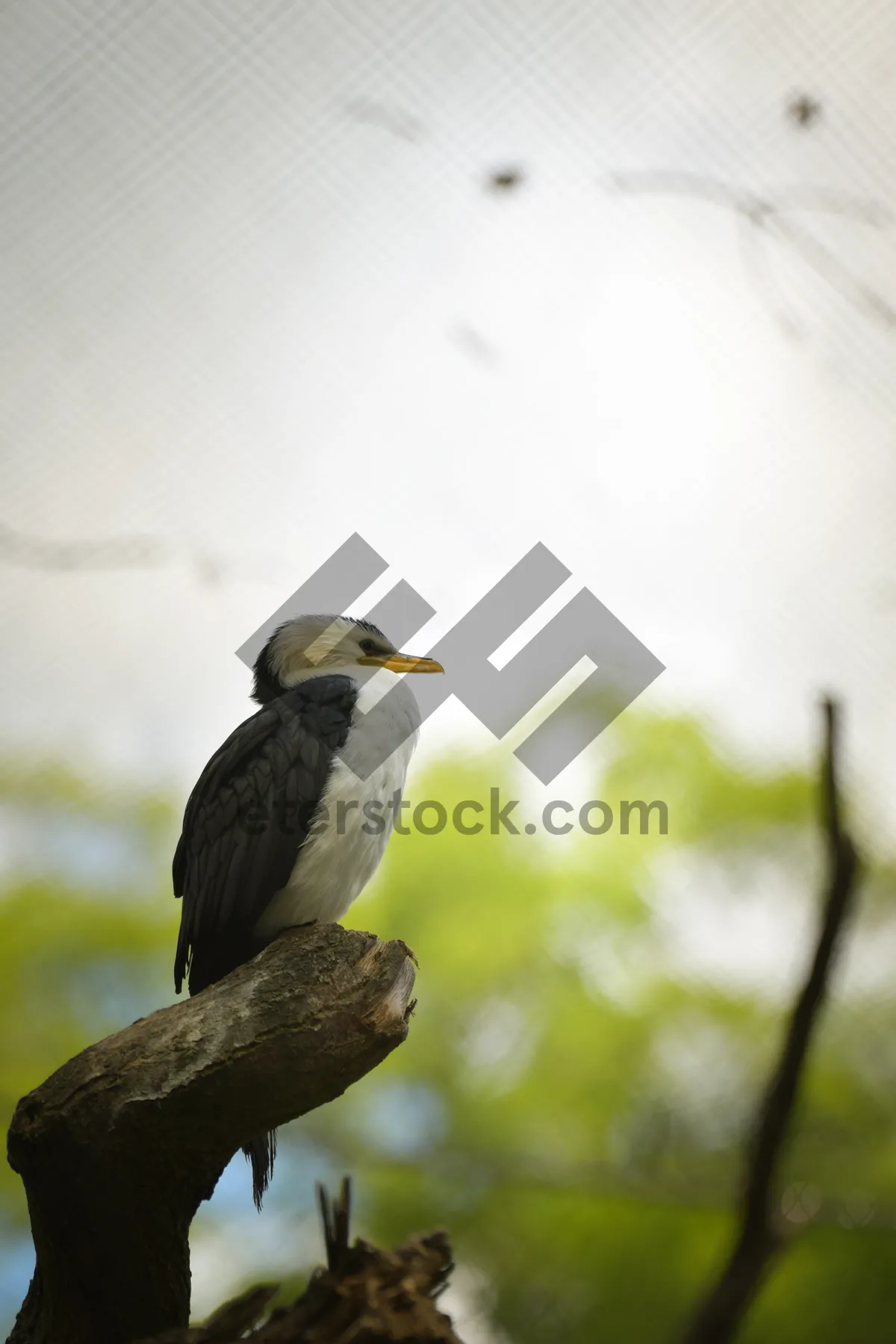 Picture of Predatory yellow hawk with sharp beak and feathered wings.