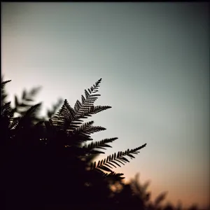 Silhouette of a Fir Tree Fern Plant