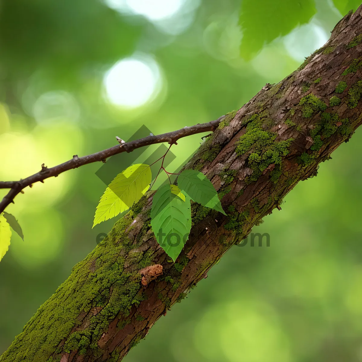 Picture of Summer Elm Tree in Lush Forest