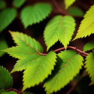 Lush Sumac Leaves in Sunlit Forest