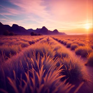 Golden Horizon: Serene Sunset Over Desert Landscape