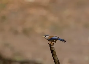 Wild Bee Eater Bird in Flight with Feathered Wings