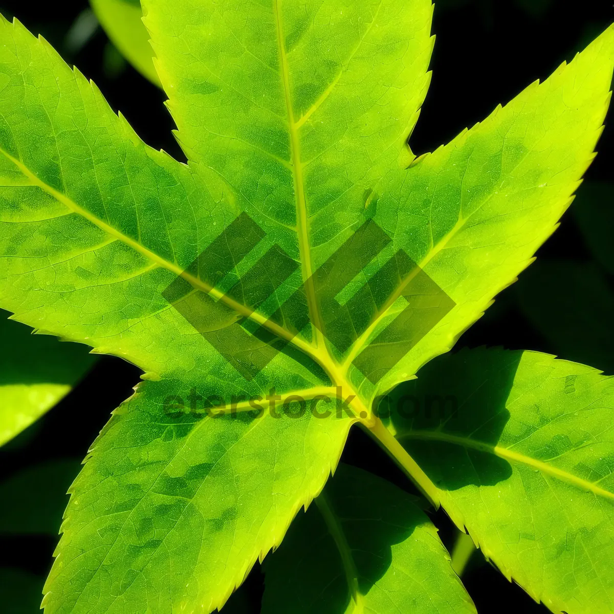 Picture of Vibrant Maple Leaf in Summer Forest