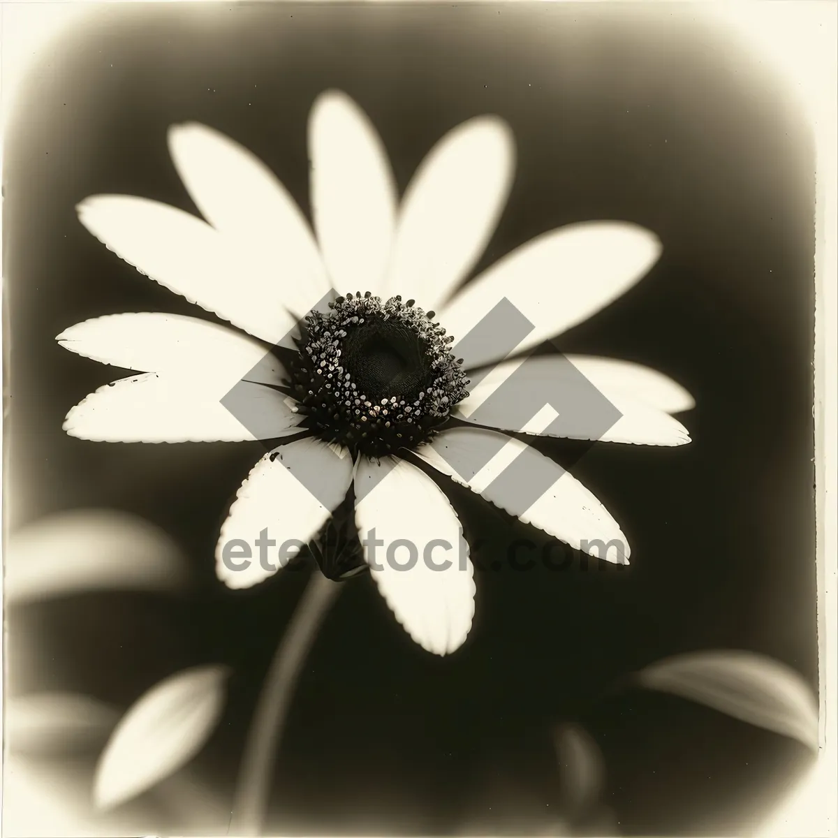 Picture of Bright Yellow Daisy Blooming in Garden