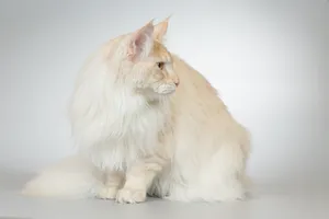 Fluffy white kitten with curious eyes sitting still.