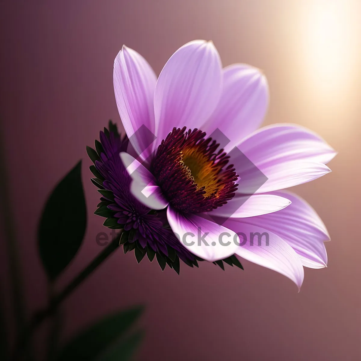 Picture of Vibrant Summer Daisy Blossom in Pink