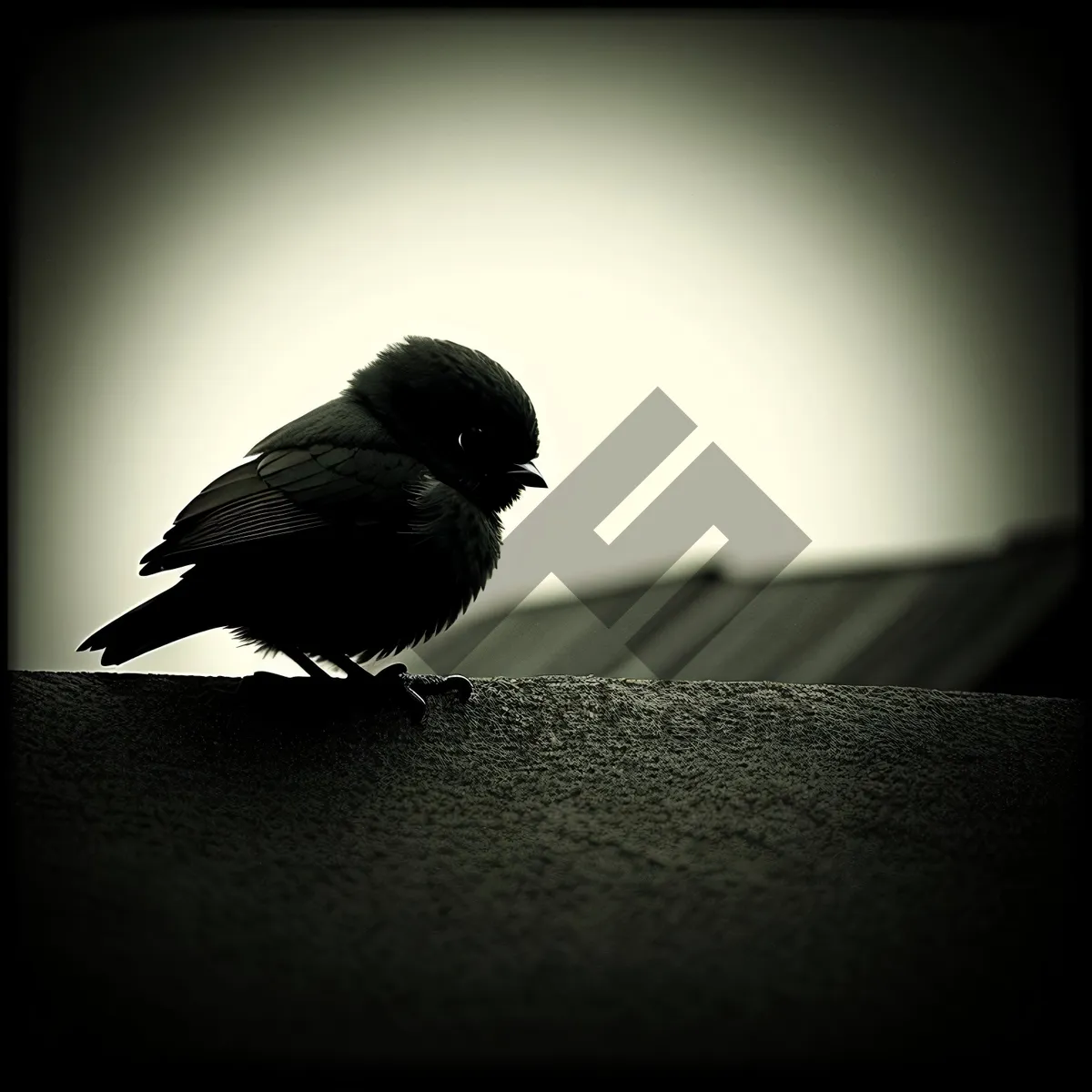 Picture of Wildlife Bird with Black Feathers Perched in Tree