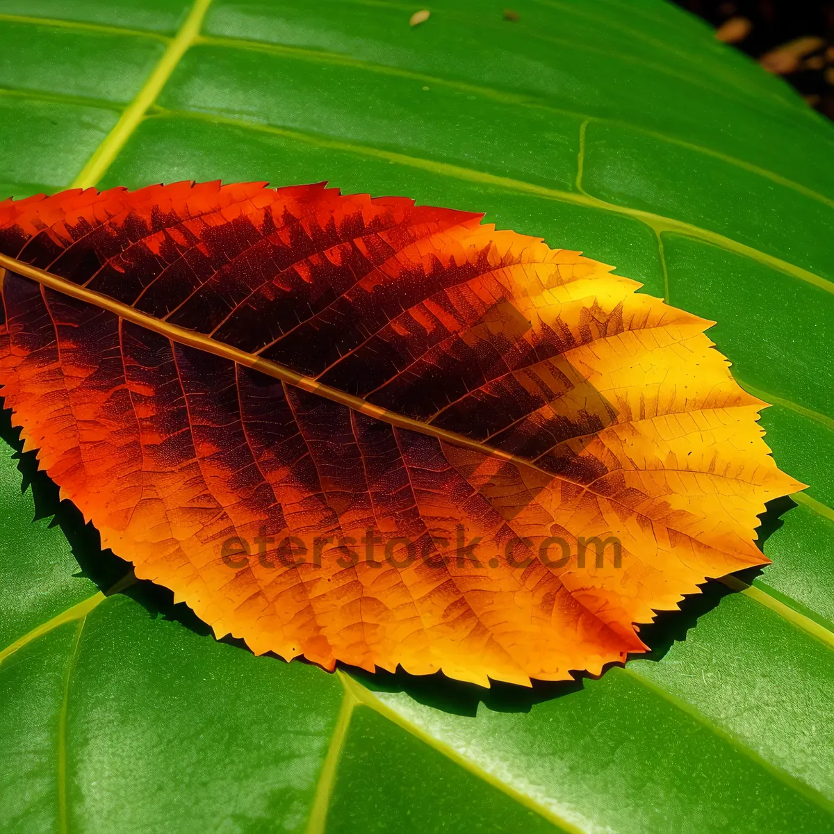 Picture of Insect Lacewing on Sumac Leaf