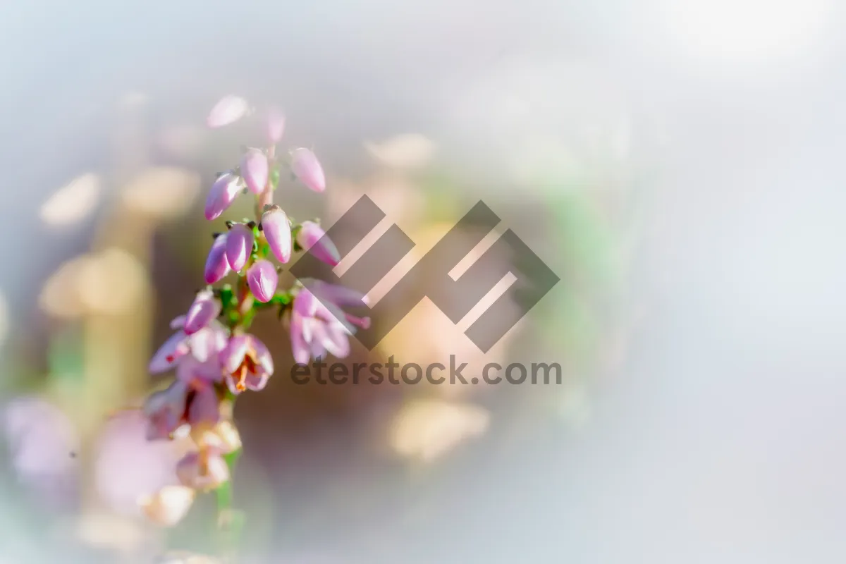 Picture of Floral Blossom in Spring Garden