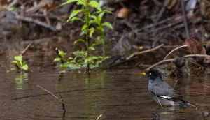 Black-winged sparrow perched on tree branch.