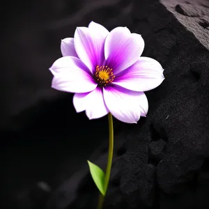 Pink Daisy Blossom in Summer Garden