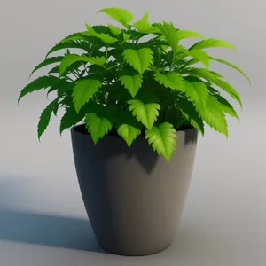 Fresh Green Herbal Pot Plant with Parsley Leaves
