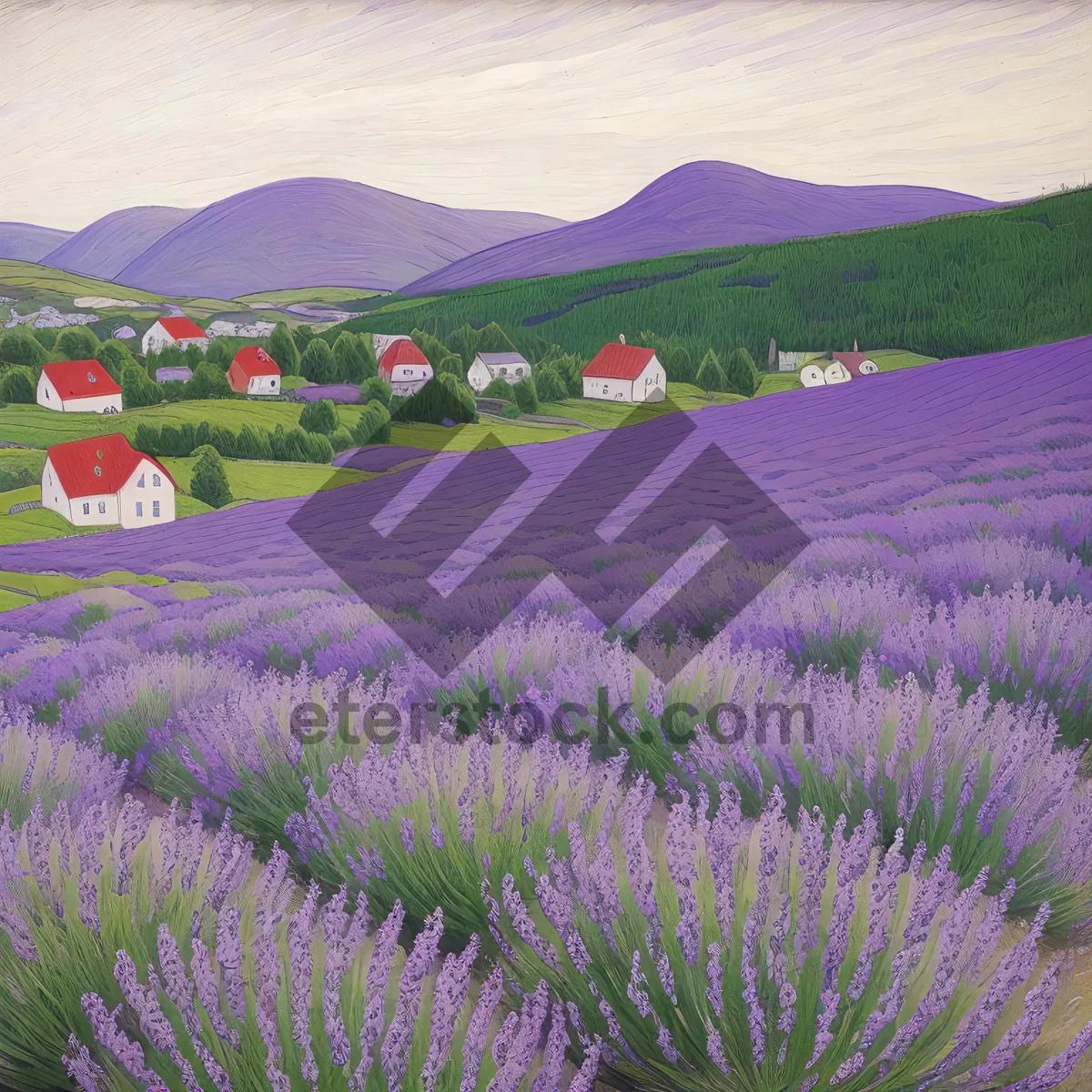 Picture of Lavender Blooms in Colorful Countryside Landscape.