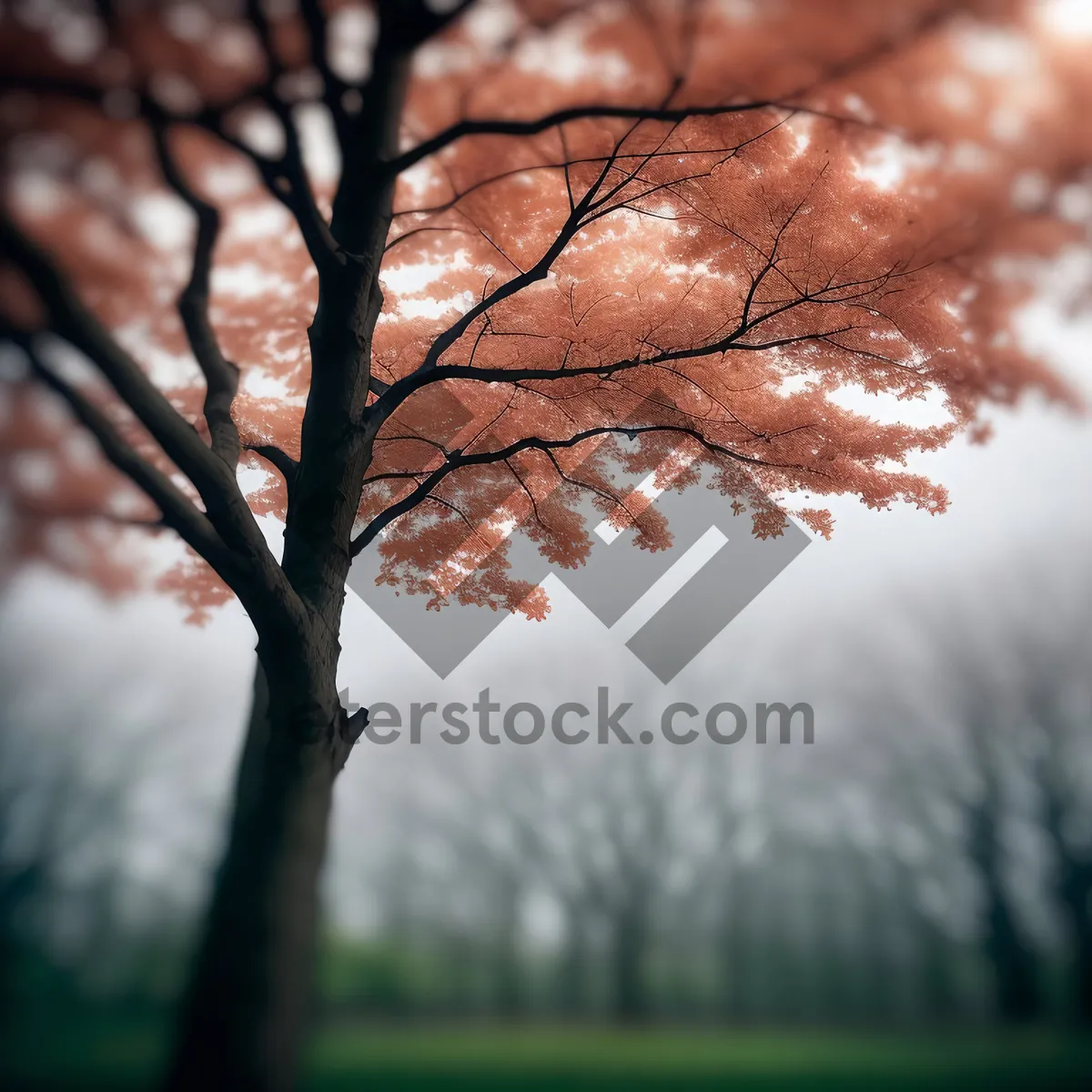 Picture of Serene Winter Birch Tree in Scenic Forest"
(Note: This line can be used as a short name for an image that captures a peaceful winter scene, featuring a birch tree amidst a forest backdrop)