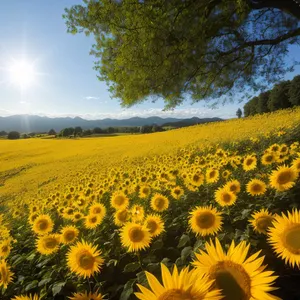 Vibrant Sunflower Field Under Clear Blue Sky