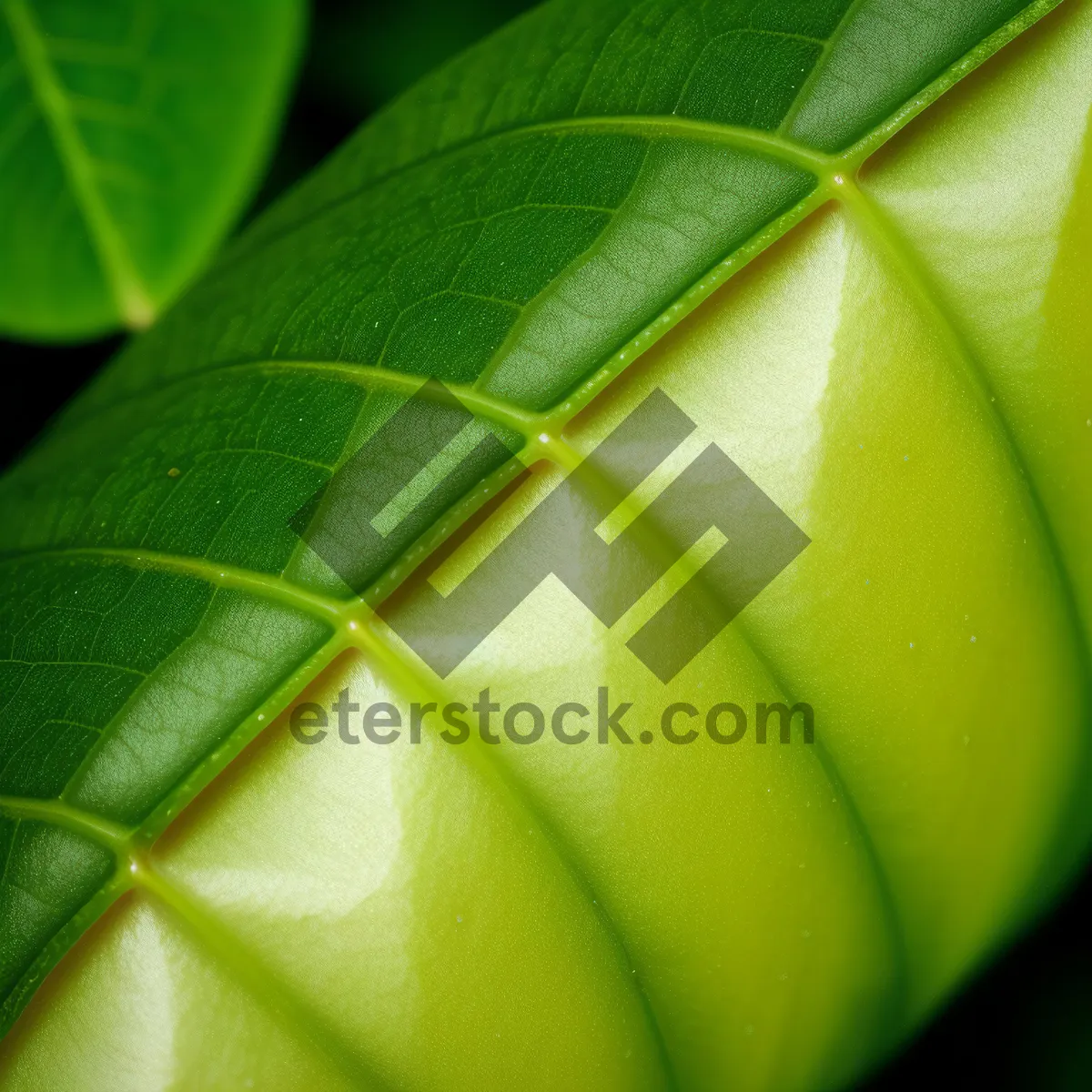 Picture of Fresh Organic Bamboo Shoots, Close-Up of Natural Leafy Vegetable Herb