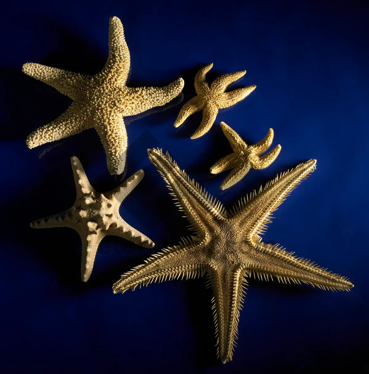 Picture of Beach holiday starfish decoration by the sea.