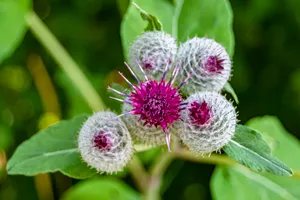 Pink Spirea Blossom in Summer Garden