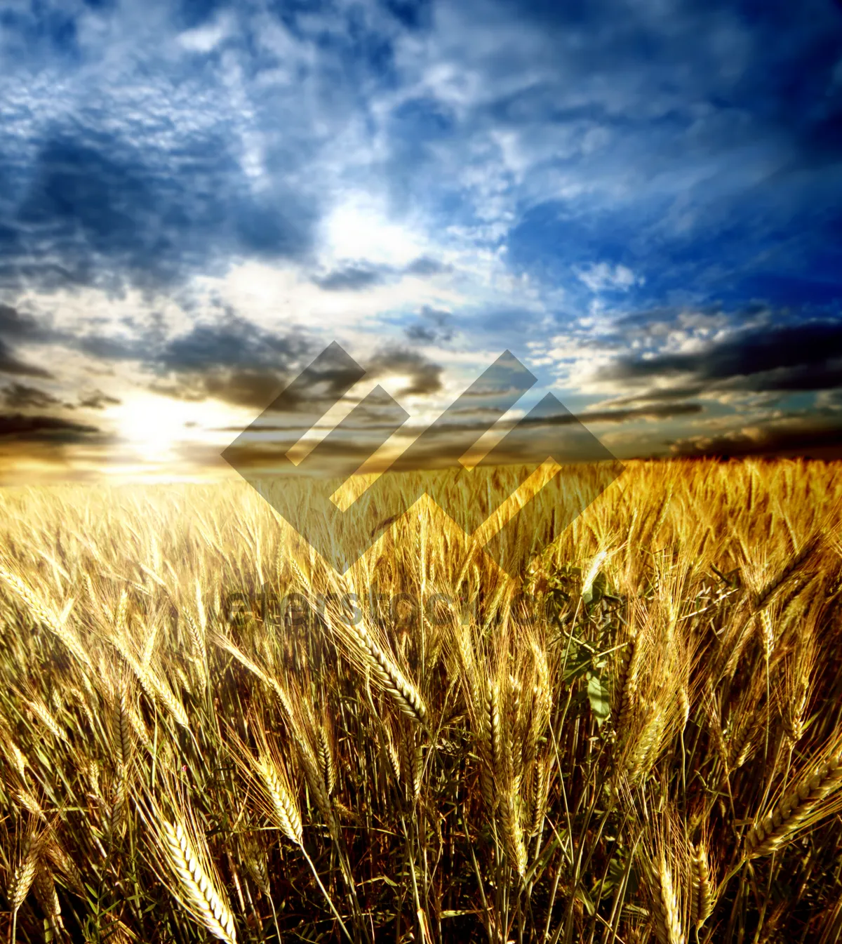 Picture of Sunny Wheat Field by the Lake on Summer Day