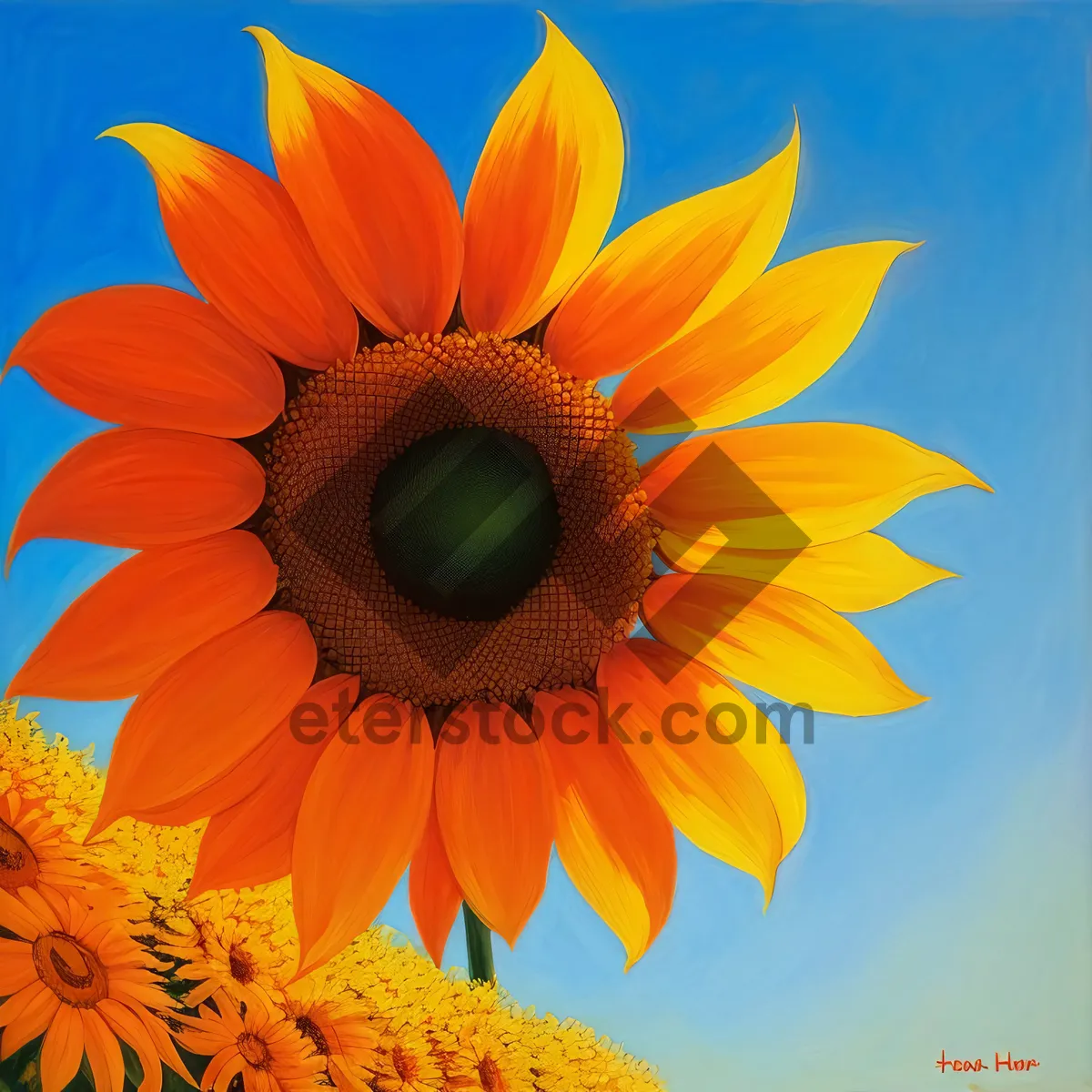 Picture of Vibrant Sunflower Blossom in Sunny Field