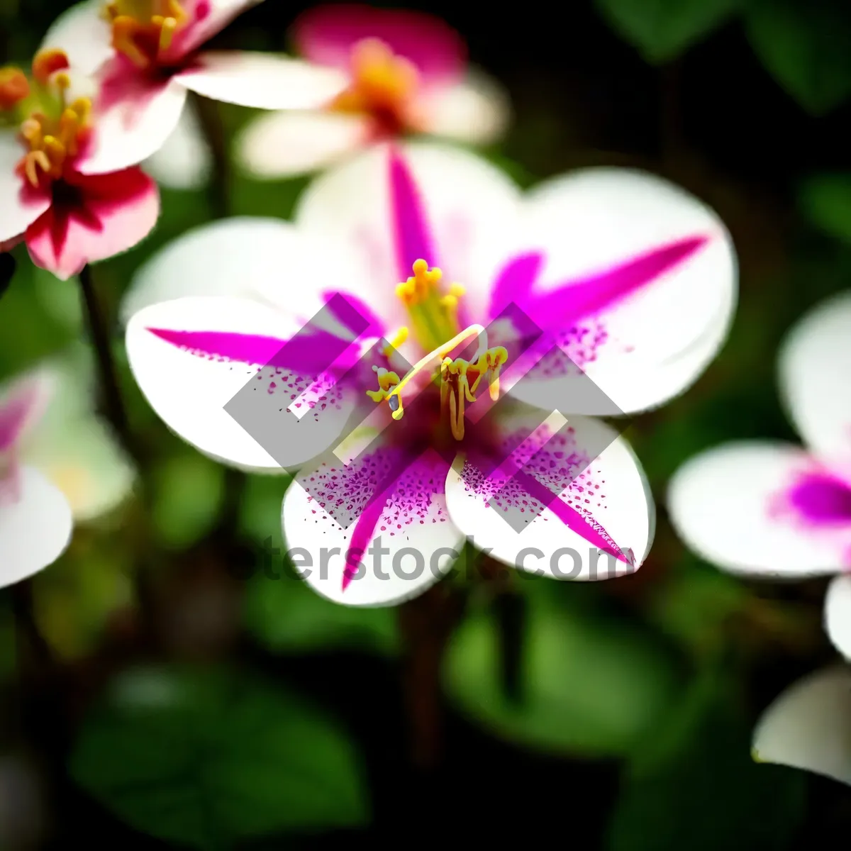 Picture of Pink Periwinkle Blossom: Delicate Vascular Flora in Bloom